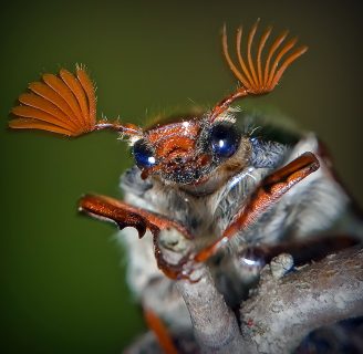 Caracteristicas  de los insectos, mira estos ejemplos