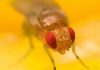 Ciclo de vida de la mosca de la fruta: tres etapas de desarrollo