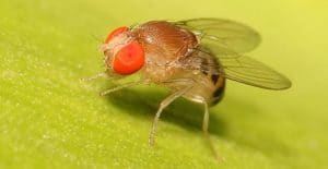 ciclo de vida de la mosca de la fruta
