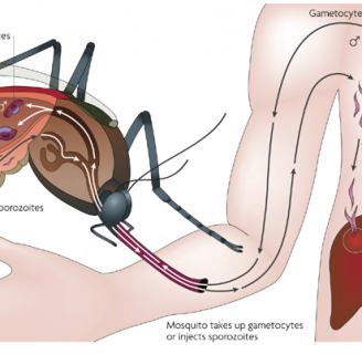 La enfermedad de chagas causada por el parasito protozoo Trypanosoma cruzi