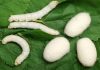 Como criar gusanos de seda: Todo lo que necesitas saber al respecto