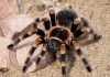Cuales son las arañas tarantulas mas venenosas en el mundo