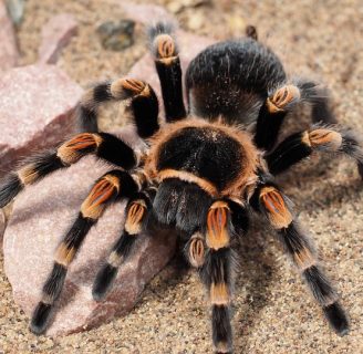 Cuales son las arañas tarantulas mas venenosas en el mundo