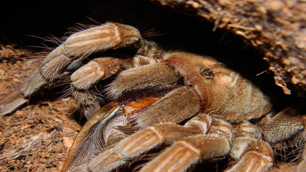 Cuales son las arañas tarantulas mas venenosas en el mundo