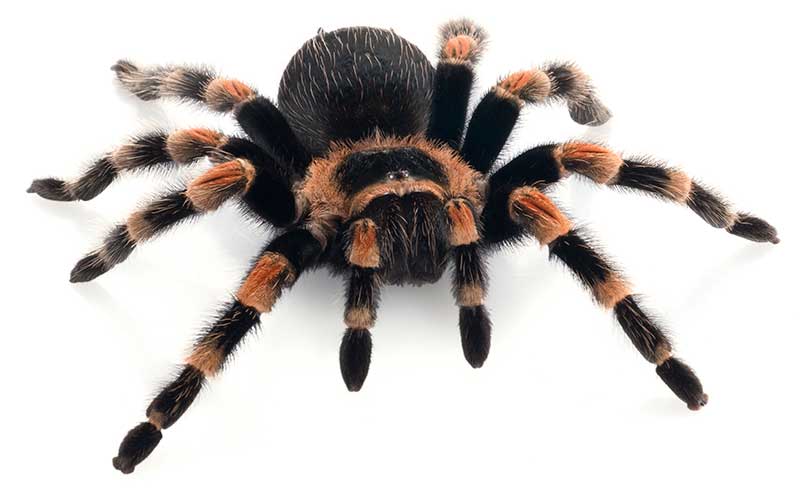 cuales son las arañas tarantulas mas venenosas