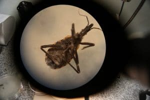 Factores de riesgo para la enfermedad de Chagas