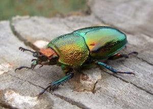 Los escarabajos tienen un sentido bien desarrollado en la vista y olfato
