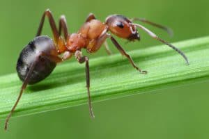 Las hormigas son insectos sociales,
