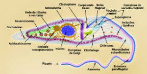 La enfermedad de Chagas se presenta en dos fases