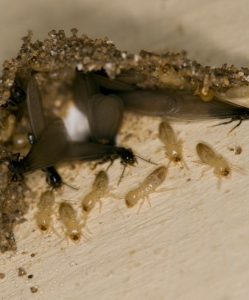 Uso de controles térmicos para eliminar termitas