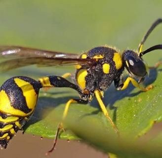 Como hace su nido la avispa alfarera.  ¡¡¡Descubre mas curiosidades de esta maestra constructora¡¡¡