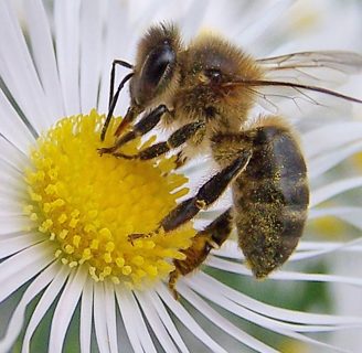 por que vive la abeja africana en mexico