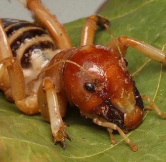 principales caracteriscticas de la araña cara de niño