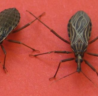 sintomas del chagas mazza, causas y medidas preventivas