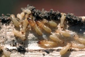 Las termitas subterráneas: