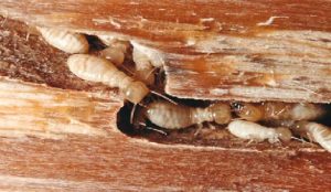 Tratar las termitas con formulas caseras