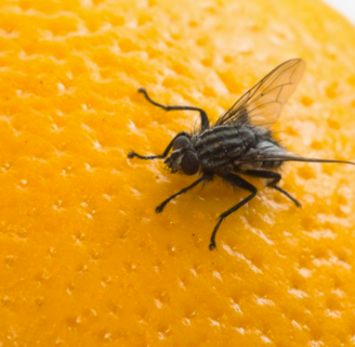 Alimentación de las moscas: Todo lo que debes saber