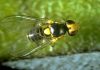 Mosca minadora o Liriomyza huidobrensis: Todo lo que debes saber