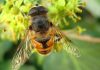 Mosca abeja: Todo lo que debes saber