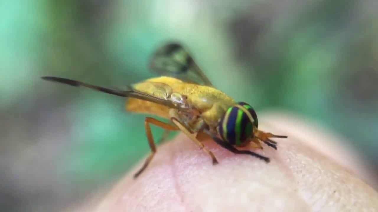 imagen de mosca amarilla