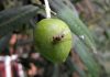Mosca del olivo: Todo lo que debes saber de este insecto