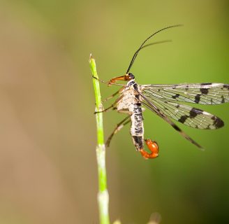 Mosca escorpión: Todo lo que debes saber de la especie