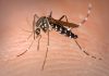Mosquito tigre en España: Lo que debes saber sobre esta invasión