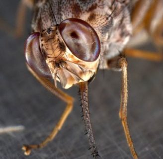 Mosca tse-tsé (Mosca del sueño o mosca africana): Lo que debes saber