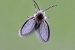 Psychodidae o moscas de la humedad: Todo lo que necesitas saber