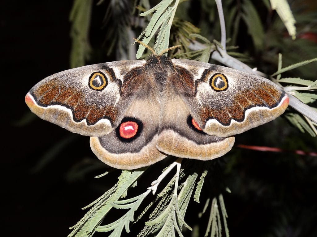 mariposa nocturna