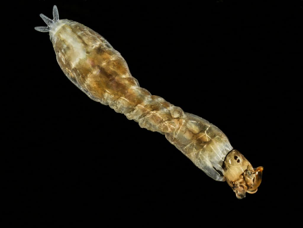 larva mosca Simuliidae