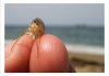 Pulga de playa pulga de arena o pulga de mar: Todo sobre ella