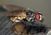 Mosca doméstica o mosca común: Morfología, ciclo de vida y más