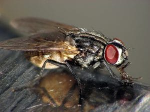 mosca domestica 