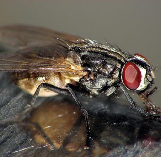Mosca doméstica o mosca común: Morfología, ciclo de vida y más