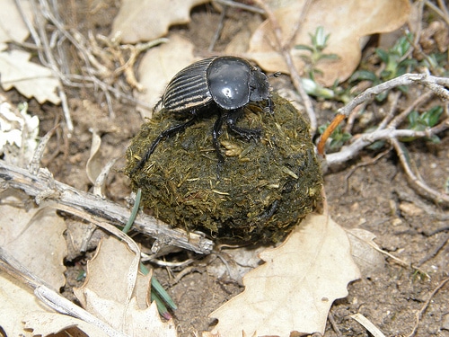 escarabajo pelotero