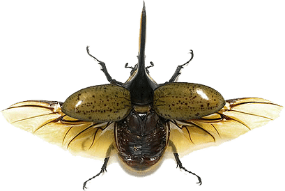 Escarabajo Hercules