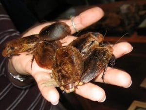 cucaracha de madagascar