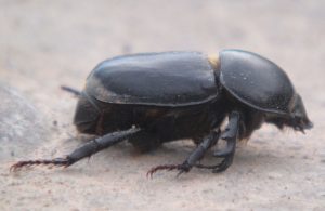 escarabajo rinoceronte macho