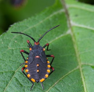 Chinches asesinas: Lo que debes saber sobre el peligroso insecto