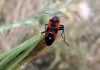 Chinches de campo: Todo lo que debes saber sobre este insecto