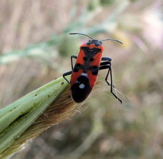 Chinches de campo: Todo lo que debes saber sobre este insecto