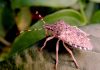 Chinches hediondas: Lo que debes saber sobre este curioso insecto