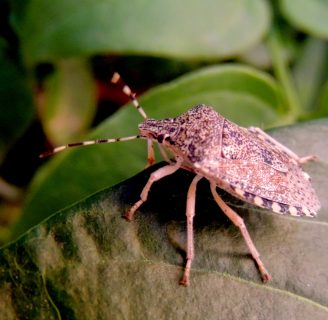 Chinches hediondas: Lo que debes saber sobre este curioso insecto