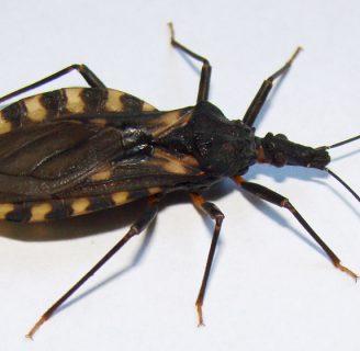 Chinches picudas del chagas o chinches besuconas: Lo que debes saber