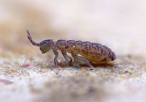 Collembola5