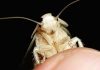 Cucaracha blanca o albina: Todo lo que debes saber sobre este insecto