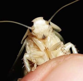 Cucaracha blanca o albina: Todo lo que debes saber sobre este insecto