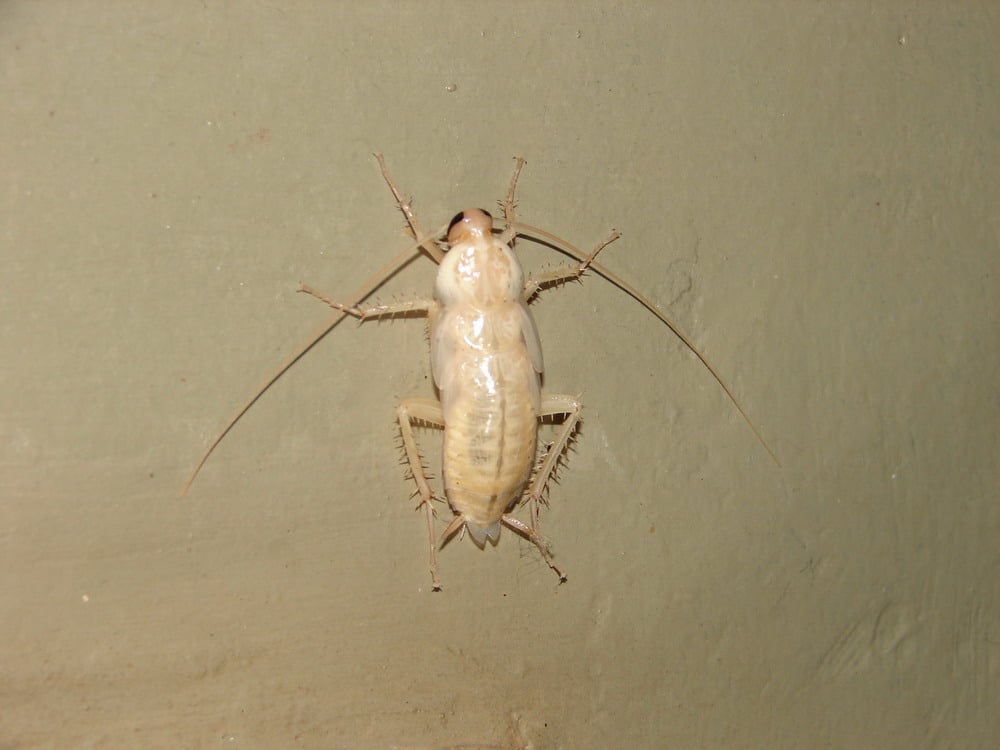 Cucaracha-blanca-o-albina3