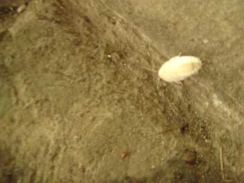 Cucaracha-blanca-o-albina5